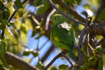 Yellow-chevroned parakeet (brotogeris chiriri), perching on a kurrajong tree