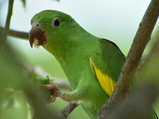 portrait of Yellow-chevroned parakeet (brotogeris chiriri), feeding on a kurrajong tree