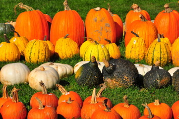 pumpkins and gourds