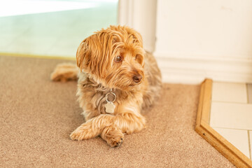 Brown Yorkie dog watching to the side landscape