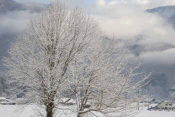 Obraz na płótnie Canvas Winter scenery, Hakuba Village, Nagano Prefecture, Japan