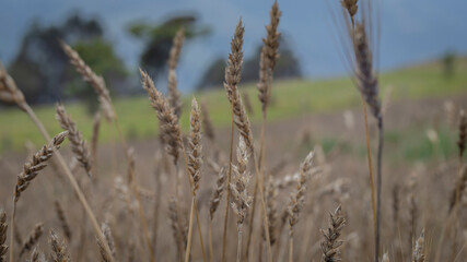Fototapeta premium Image of wheat ready to be cultivated in Barragán Valle del Cauca Colombia.