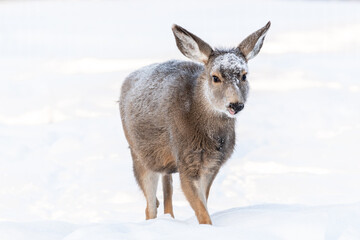 Female mule deer walking towards the camera on white background. Winter time with snow and frost on the deers face and forehead. 