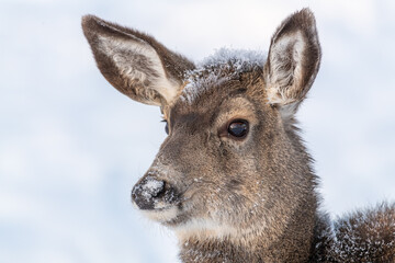Beautiful mule deer close up head with eyes, ears and snow on it's face in the winter time. Huge stunning ears photographed in Canada, Yukon Territory. Snow & frosty on its nose and forehead.