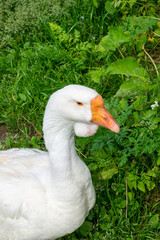 Domestic Kholmogory Goose on a grassy pasture.  Animals and nature.