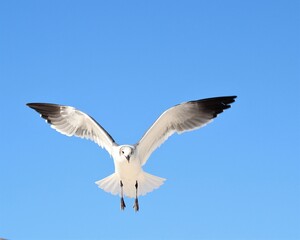 A Beautiful Seagull in Flight Over Laguna Beach in Panama City Beach, Florida