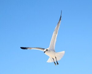 A Beautiful Seagull in Flight Over Laguna Beach in Panama City Beach, Florida