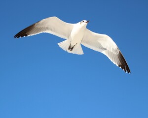 A Beautiful Seagull in Flight Over Laguna Beach in Panama City Beach, Florida