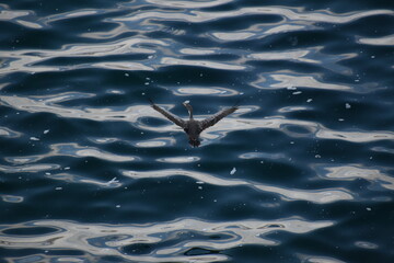 seagull in flight