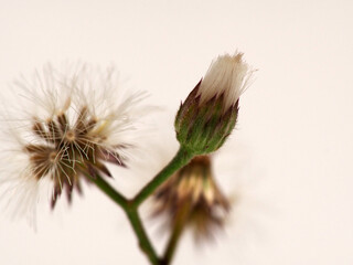 Picture of Asian Ironweed or Cyanthillium cinereum's seed that look like dandelion, soot on a white isolated background