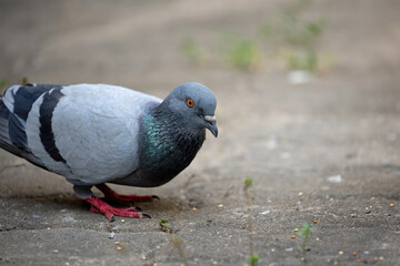 Close-up Rock Pigeon Looking at The Grains on The Ground
