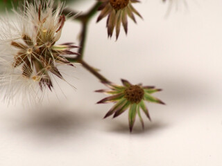 Obraz premium Picture of Asian Ironweed or Cyanthillium cinereum's seed that look like dandelion, soot on a white isolated background