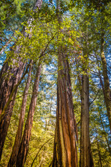 Fototapeta premium Muir Woods, CA, EUA