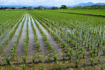 田植え２週間後の水田
