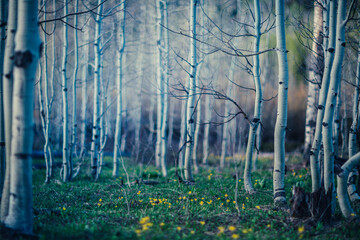 Spring forest in the morning