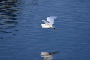 水面の直ぐ上を飛んでいくコサギ