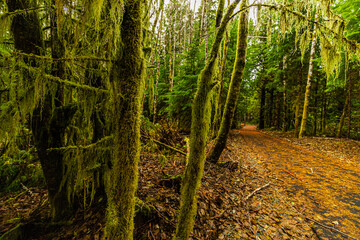 Moss draped trees line a forest path covered with fallen leaves