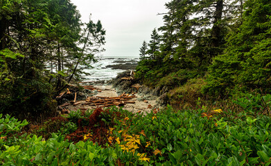 Driftwood from the Pacific Ocean collects in a coastal bay.