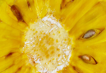 Fresh sweet ripe jackfruit with its sap