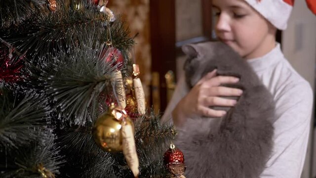 Boy in Red Cap Examine Toys on Christmas Tree together with British Cat on Hands
