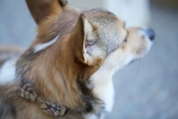 Obraz premium Corgi Dog