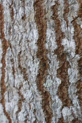 Obraz premium Textures and patterns of tree trunks.