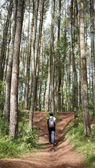 Obraz premium tourists walk among the pine forest and enjoy the journey