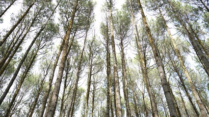 Very beautiful scenery on sunny days, pine forests in Indonesia