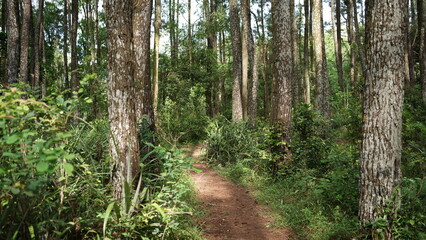 Very beautiful scenery on sunny days, pine forests in Indonesia
