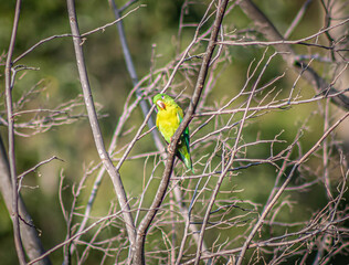yellow billed toucan