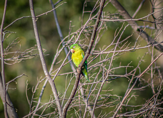 red headed bee eater