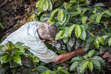 person working in the garden