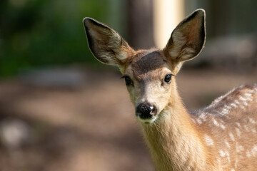 Deer in Sunriver Oregon, Wildlife of West Coast, Oregon Mammals