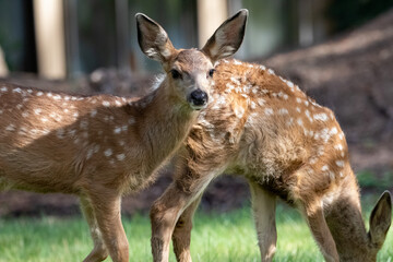 Herd of Deer in Sunriver Oregon, Wildlife of Oregon