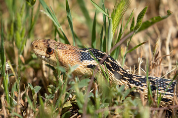 Gopher Snake in San Luis Obispo California, Wildlife of Central Coast