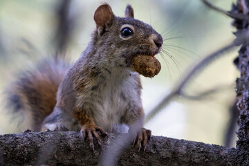 Naklejka na ściany i meble Squirrel Eating a Nut in a Tree, Bozeman Montana Wildlife, Wildlife in Action