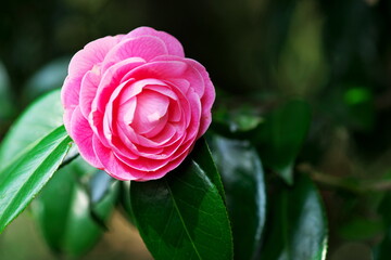 庭に咲いた早春の椿