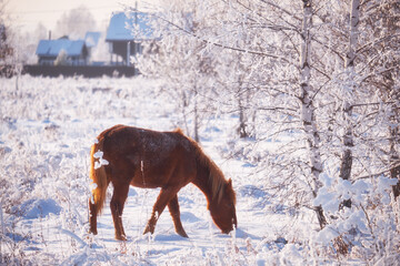 Horse grazing in the snow in winter.