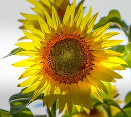 Obraz premium Closeup of a single sunflower in full bloom in a field