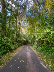 path in the woods