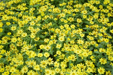 Fototapeta premium Colorful and beautiful flower background images.