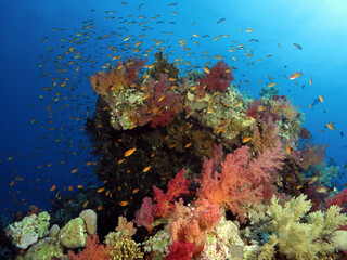 A colorful soft coral pinnacle in the central Red Sea