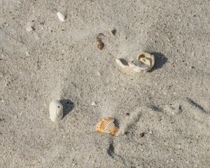 shells in the sand
