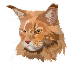 Orange cat Maine Coon vector illustration. Portrait