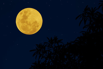 Full moon on sky with silhouette tree.