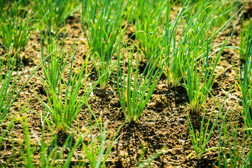 Seedling bud of shallot growing in the soil in garden.