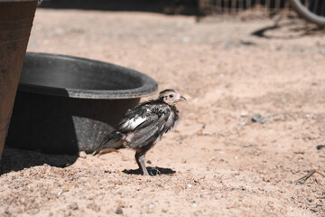 A black chicks sick in rural area communities.