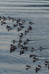 a flock of golden-eyes ducks swimming by the coast on an overcast day