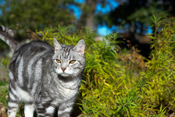 portrait of a tabby cat looking at a side in a garden