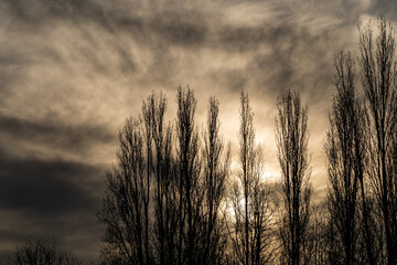 silhouette of tall trees in the park with cloud-covered sky at sunrise